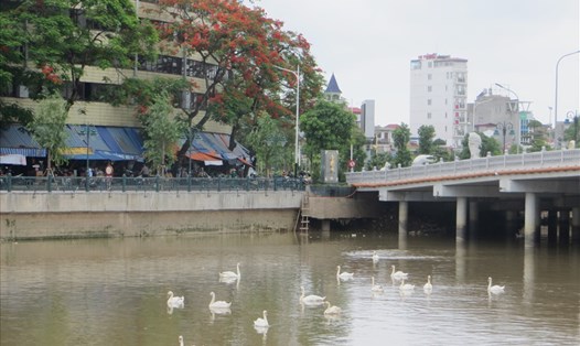 Thiên nga được thả trên sông Tam Bạc.