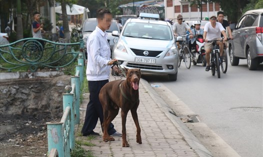 Chó không rọ mõm ở khu vực ven hồ Tây, Hà Nội. Ảnh: PV