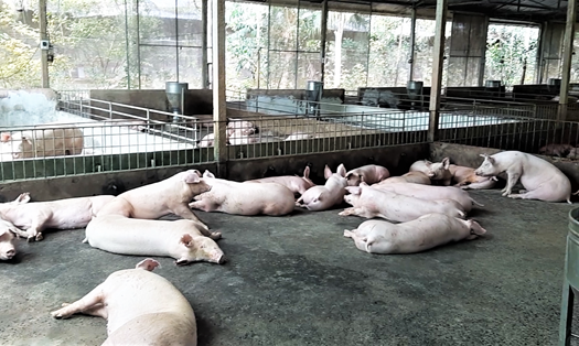 Một trang trại nuôi lợn của người dân ở khu vực ĐBSCL. Ảnh: Bảo Trung