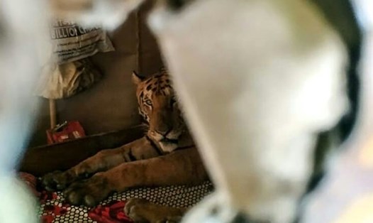 Một con hổ hoang dã nằm trên giường trong nhà dân ở Ấn Độ để tránh lũ. Ảnh: AFP.