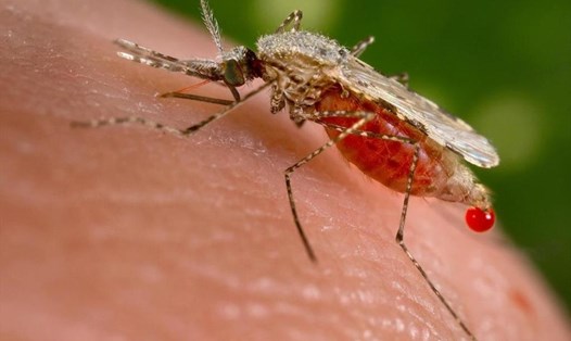 Chuyên gia cảnh báo về sốt rét đa kháng thuốc ở Đông Nam Á. Ảnh: Reuters.