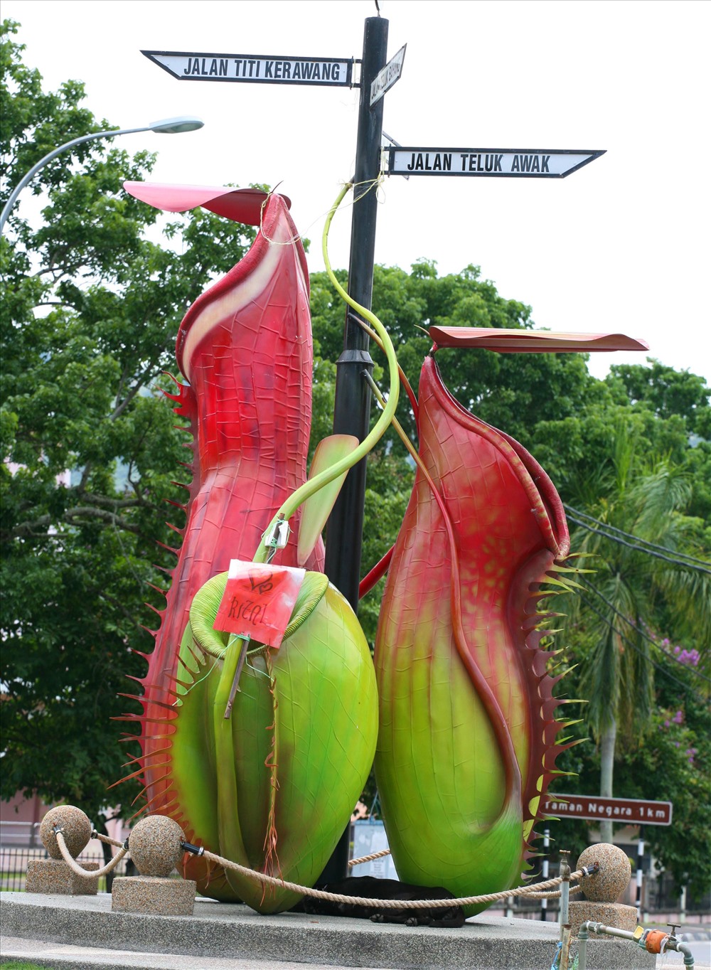 Cây nắp ấm được "dựng tượng" giữa ngã tư đường
