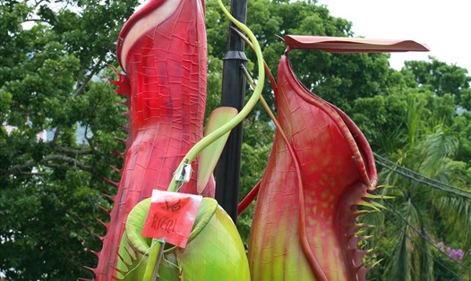 Cây nắp ấm được "dựng tượng" giữa ngã tư đường