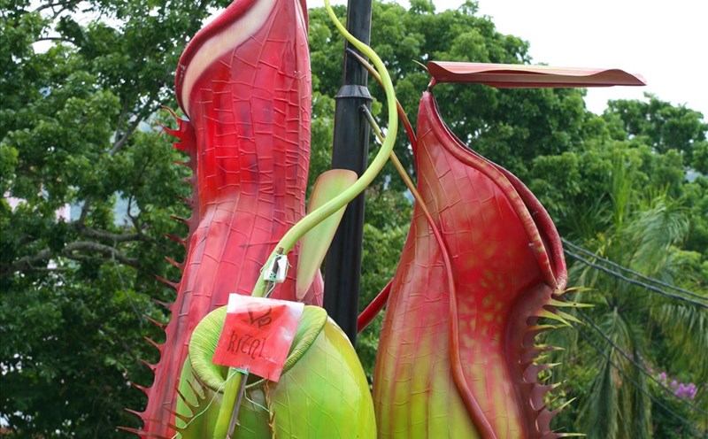 Cây nắp ấm được "dựng tượng" giữa ngã tư đường