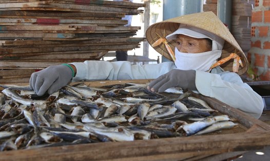 Mặt hàng cá nục khô xuất khẩu của tỉnh Quảng Trị bị ùn ứ hơn 1.000 tấn. Ảnh: Hưng Thơ.