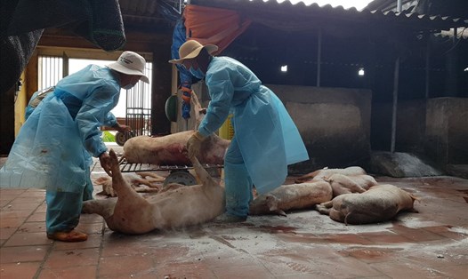 Xử lý lợn chết vì dịch tả lợn Châu Phi theo đúng quy trình tại tỉnh Bắc Giang. Ảnh: Đức Thành