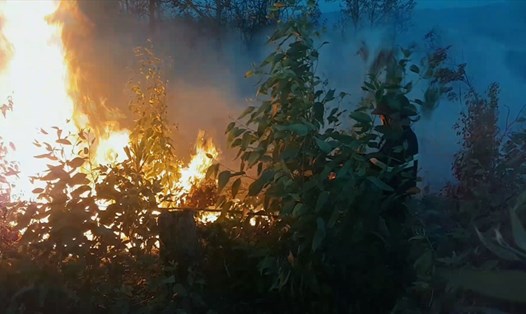 Các lực lượng chức năng hết sức vất vả mới khống chế được đám cháy rừng keo rộng hơn 50ha tại xã Hòa Định Tây, huyện Phú Hòa, Phú Yên.