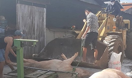Số lợn ở Lâm Đồng bị dịch tả lợn Châu phi được mang đi tiêu hủy. (Ảnh: V.L)