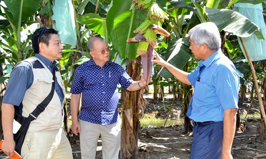 GS.TS Võ Tòng Xuân trong lần hướng dẫn chuyên gia nông nghiệp Nhật Bản đến thăm trang trại chuối xuất khẩu trực tiếp vào thị trường Nhật Bản của nông dân Võ Quan Huy (Long An). Ảnh: LỤC TÙNG