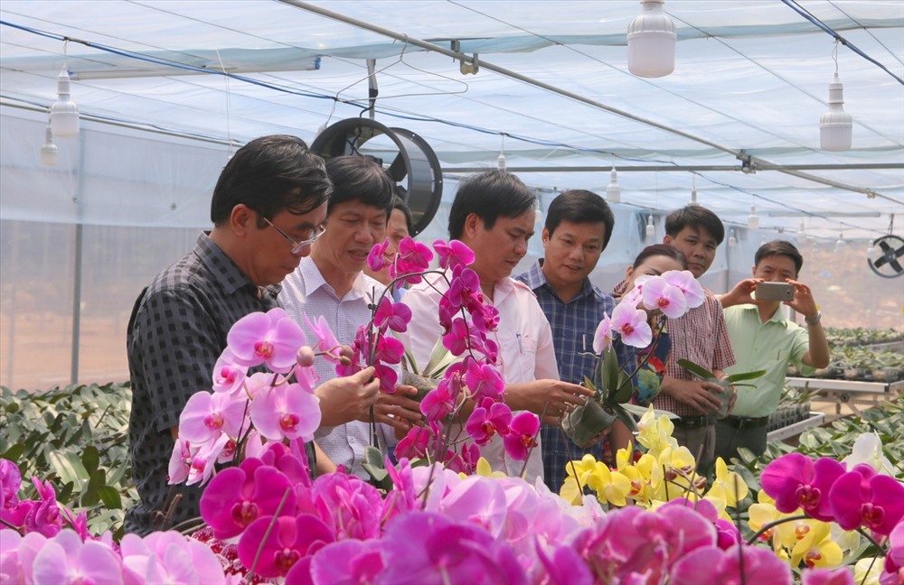 Lan hồ điệp trồng thử nghiệm trên đỉnh Sa Mù cho ra hoa tuyệt đẹp. Ảnh: Hưng Thơ.