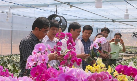 Lan hồ điệp trồng thử nghiệm trên đỉnh Sa Mù cho ra hoa tuyệt đẹp. Ảnh: Hưng Thơ.