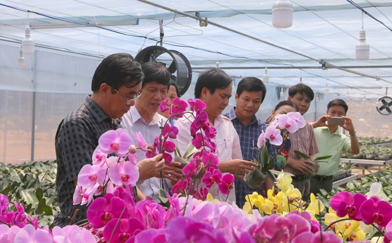 Lan hồ điệp trồng thử nghiệm trên đỉnh Sa Mù cho ra hoa tuyệt đẹp. Ảnh: Hưng Thơ.