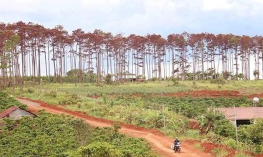Nhiều cây thông bị đầu độc ở huyện Bảo Lâm, tỉnh Lâm Đồng. Ảnh: T.N.