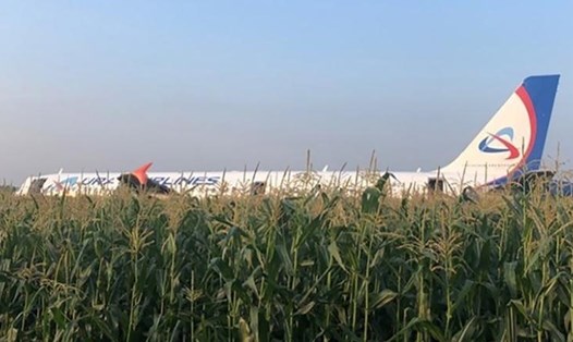 Máy bay của Ural Airlines hạ cánh khẩn giữa cánh đồng. Ảnh: CNN.