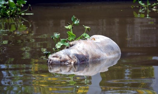Lợn chết được một số người dân tại Hồng Dân, Bạc Liêu vứt xuống kênh trước khi huyện công bố dịch. Ảnh Nhật Hồ.