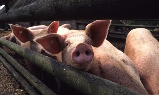 Tim lợn có thể được ghép cho tim người trong vòng vài năm nữa. Ảnh: Global Look Press