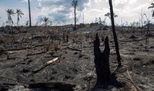 Những vạt rừng chết hiện rõ sau các đợt cháy rừng Amazon. Ảnh: Getty Images