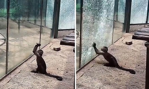 Chú khỉ mài sắc đá và đập vỡ kính ở vườn thú Trung Quốc. Ảnh: DS.