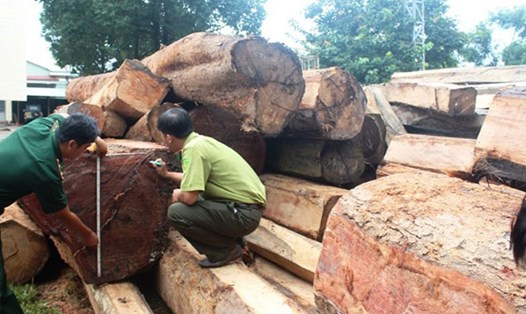 Một phần số gỗ lậu bị giữ lại trong vụ án cướp gỗ năm 2016. Ảnh: Đ.V