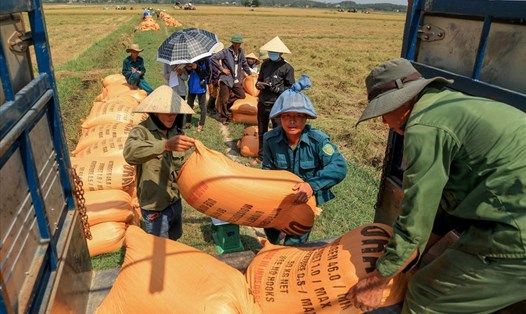 Nông dân liên kết sản xuất gạo hữu cơ Ong Biển. Ảnh: BH