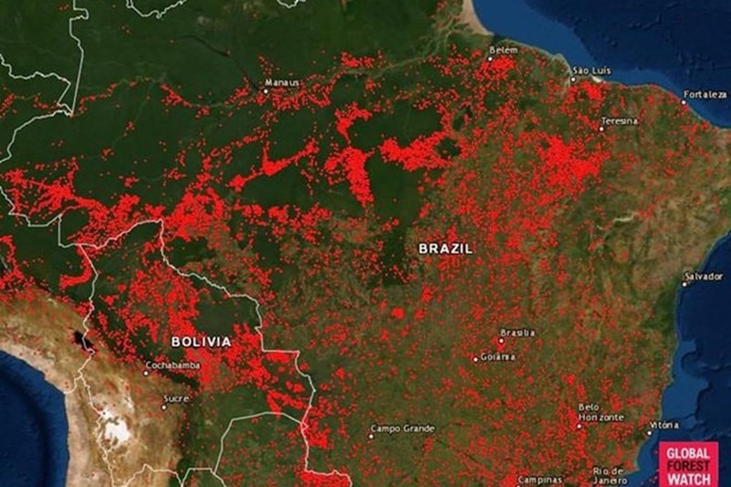 Cháy rừng Amazon - thảm họa của cả thế giới