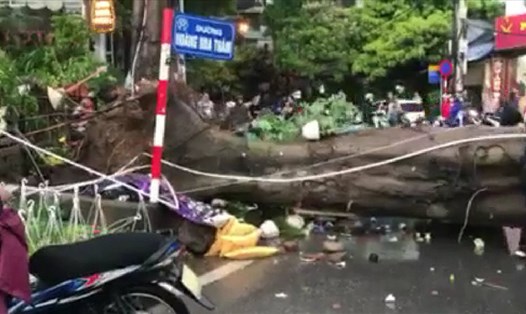 Bão số 4 gây mưa to, gió lớn làm nhiều cây lớn  bật gốc, ngã đổ. Tại Hà Nội, 1 người bị thiệt mạng do cây đè. Ảnh: PV