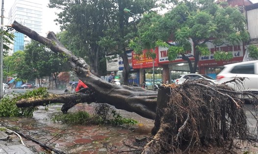 Một cây lớn trên Lê Duẩn bị gió quật đổ bật gốc ngày 3.8. Ảnh TT