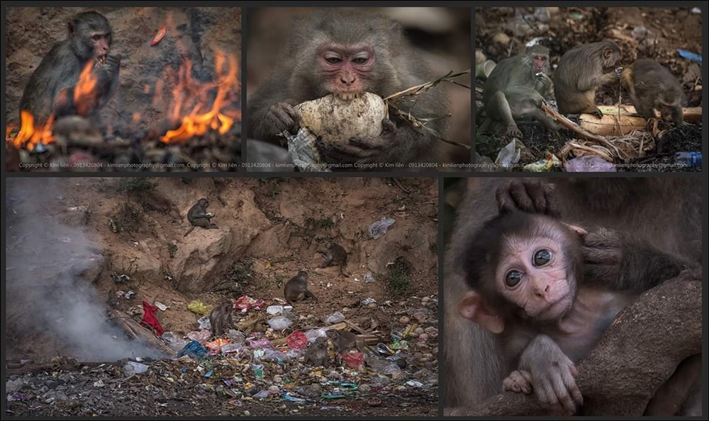 Bầy khỉ kéo nhau về bãi rác chùa Linh Ứng tìm kiếm thức ăn (ảnh Kim Liên)