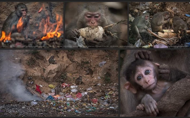 Bầy khỉ kéo nhau về bãi rác chùa Linh Ứng tìm kiếm thức ăn (ảnh Kim Liên)