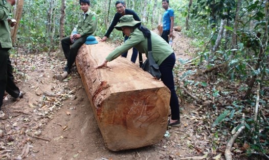 Tình hình phá rừng ở huyện Chư Păh (Gia Lai) luôn diễn biến phức tạp. Ảnh Đình Văn