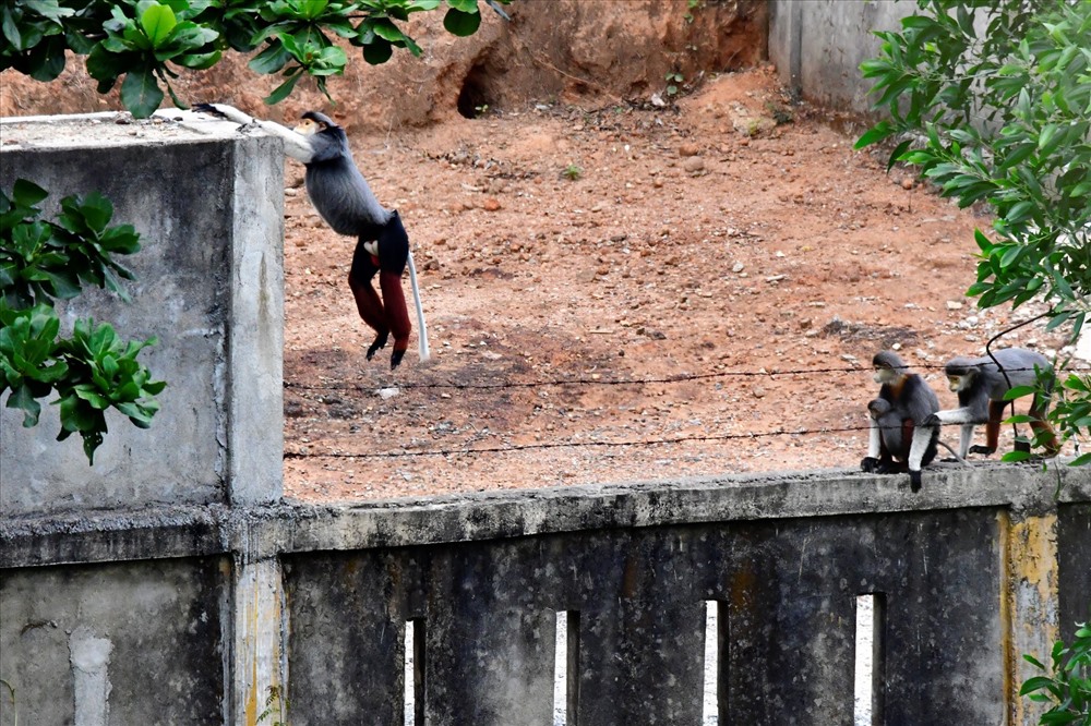 Đàn Voọc đang vượt rào vào một khu vực con người đang sinh sống (ảnh Võ Đáng)
