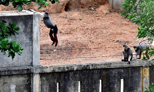 Đàn Voọc đang vượt rào vào một khu vực con người đang sinh sống (ảnh Võ Đáng)