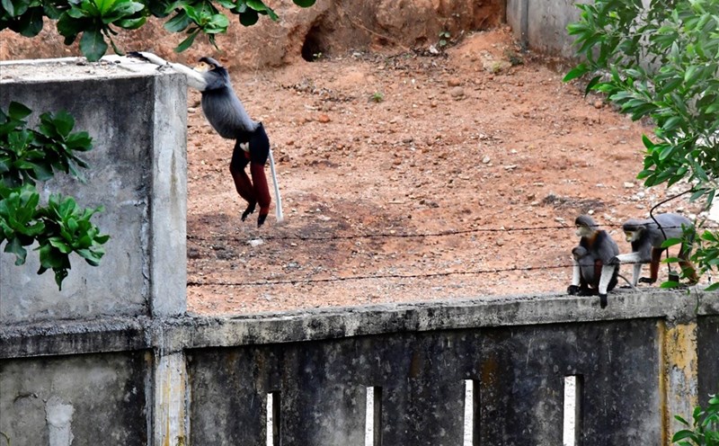 Đàn Voọc đang vượt rào vào một khu vực con người đang sinh sống (ảnh Võ Đáng)