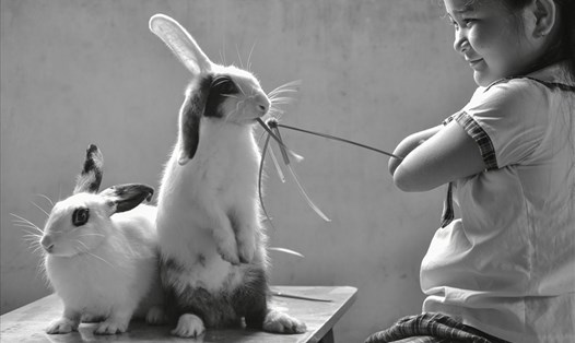 Vui chơi cùng các chú thỏ.