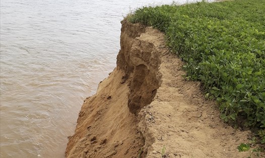 Việc khai thác cát làm thay đổi dòng chảy, khiến nhiều diện tích đất canh tác bị sạt lở. Ảnh: D.T