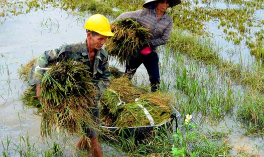 Nông dân xã Sơn Phúc (Hương Sơn-  Hà Tĩnh) gặt lúa lên mầm về cho gia súc, gia cầm. Ảnh: Minh Lý