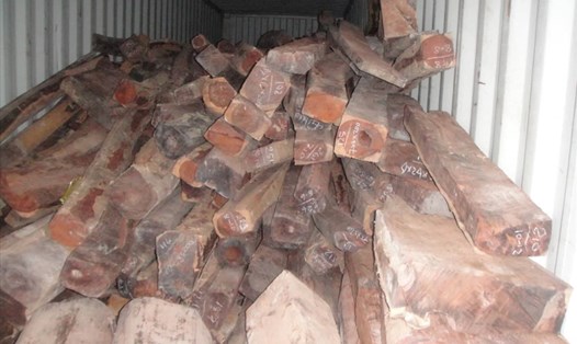 Theo cơ quan kiểm tra thì chỉ có khoảng dưới 30m3 gỗ hương “trà trộn” trong lô gỗ trắc nhập khẩu trên 600m3, nhưng toàn bộ lô gỗ trắc đã bị tịch thu, đem bán. Ảnh: P.V