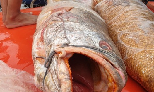 Hai con cá sủ vàng anh Linh bắt được con nhẹ nhất 32Kg được kêu bán giá rất cao (ảnh Nhật Hồ)