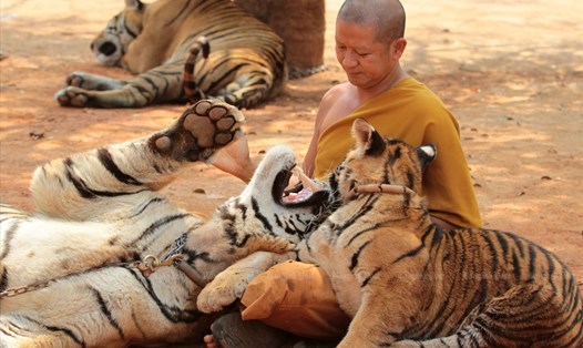 Một nhà sư cho hổ uống nước ở chùa Wat Pha Luang Ta Bua năm 2015. Ảnh: Bangkok Post