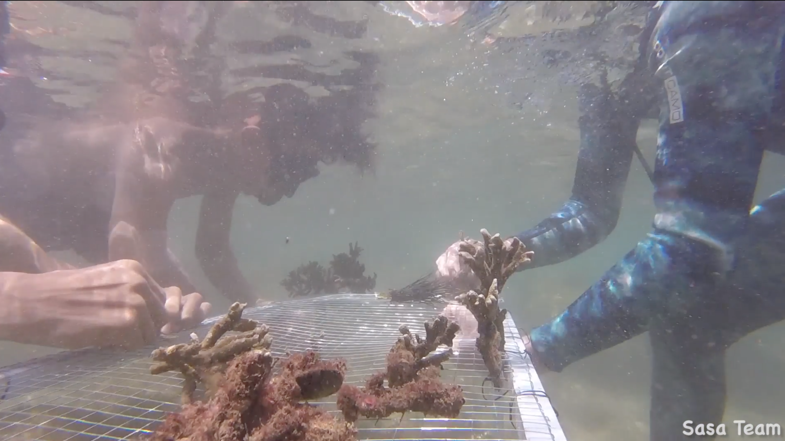 Mỗi tuần 3 ngày, các tình nguyện viên của nhóm lặn ngụp ở biển Sơn Trà để nuôi dưỡng từng cành san hô nhỏ.