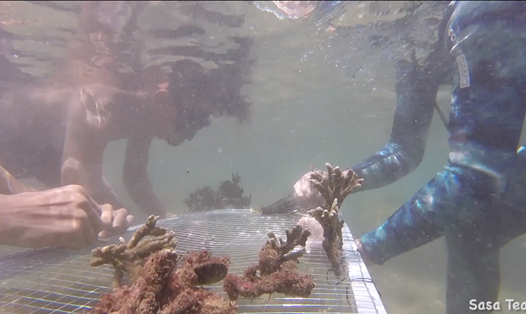 Mỗi tuần 3 ngày, các tình nguyện viên của nhóm lặn ngụp ở biển Sơn Trà để nuôi dưỡng từng cành san hô nhỏ.