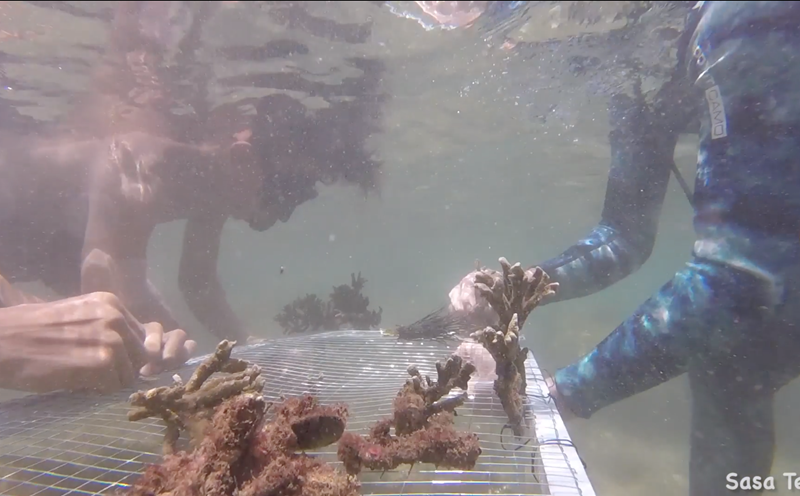 Mỗi tuần 3 ngày, các tình nguyện viên của nhóm lặn ngụp ở biển Sơn Trà để nuôi dưỡng từng cành san hô nhỏ.