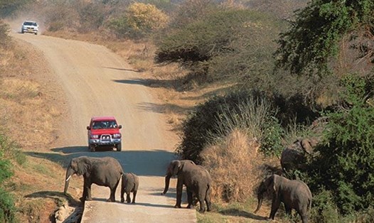 Cảnh kỳ thú thường gặp trong các công viên quốc gia ở Nam Phi.