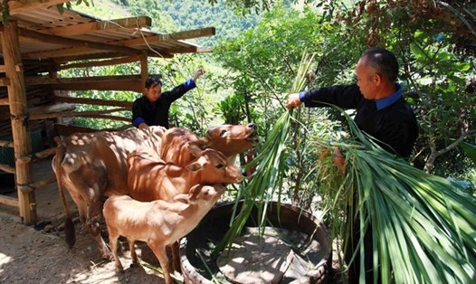 Gia đình ông Sùng A Khua (dân tộc Mông) ở xã Lao Chải, huyện Mù Cang Chải (Yên Bái) vươn lên thoát nghèo từ nguồn vốn tín dụng chính sách. Ảnh NHCSXH
