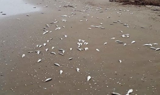 Cá chết dạt vào bờ biển ở xã Thịnh Lộc ngày 27.9. Ảnh: MQ