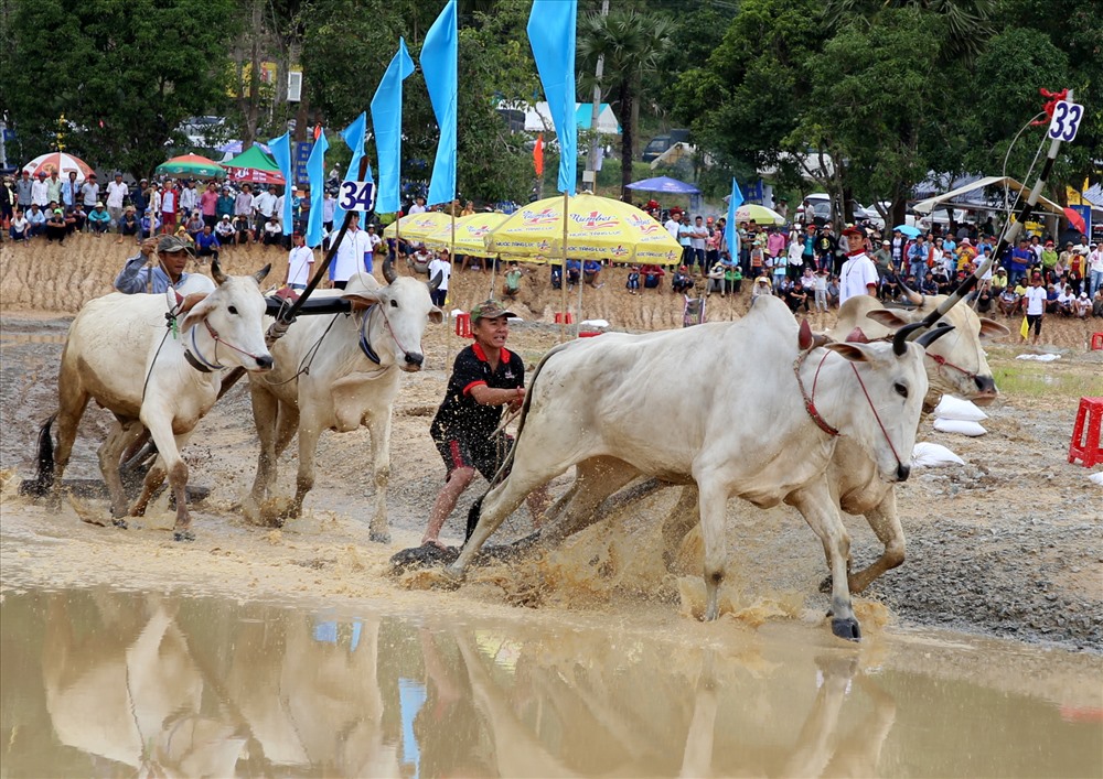 Mỗi lượt thi gồm 2 cặp bò, trải qua vòng hô và vòng thả (vòng đua chính) để xác định đôi bò thắng cuộc. Ảnh: Hưng Thơ.