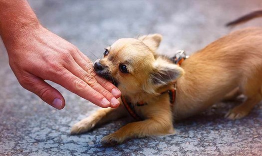 Theo Trung tâm Y tế dự phòng tỉnh Nghệ An, nhiều trường hợp tử vong do bị chó dại cắn nhưng không đi tiêm phòng. Ảnh minh họa