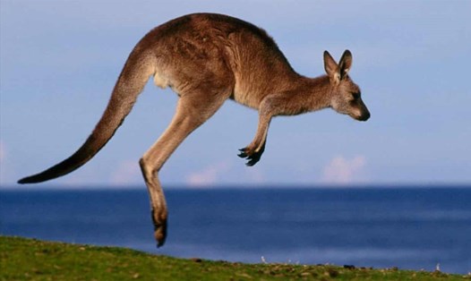 Hàng chục con kangaroo trưởng thành và con non bị tông chết hàng loạt ở Australia. Ảnh: The Guardian.