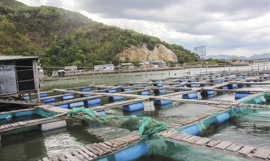 Gia đình ông Hóa đang sở hữu 7ha ao đìa nuôi tôm, ốc hương và bè nuôi cá chẽm, cá bớp.