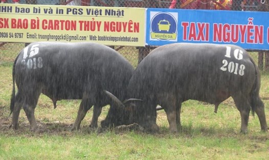 Lễ hội chọi trâu Đồ Sơn, Hải Phòng sẽ bắt đầu phần thi đấu vào ngày 7.9.